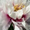 Paeonia Itoh-Hybride 'Cora Louise' (Intersektionelle Pfingstrose) -StaudenWelt Verkäufe 65395 Paeonia 20Itoh Hybride 20Cora 20Louise Intersektionelle 20Pfingstrose 1