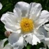 Paeonia Lactiflora 'Krinkled White' (Staudenpfingstrose) -StaudenWelt Verkäufe 65404 Paeonia 20lactiflora 20Krinkled 20White Staudenpfingstrose 1 5493a946 5e38 4154 9bb5 d7ec4631408e