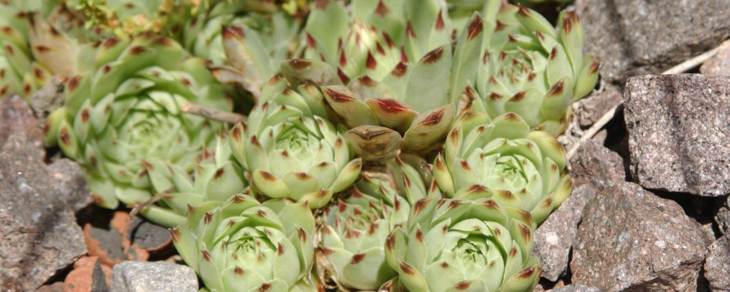 Titelseite -StaudenWelt Verkäufe banner915