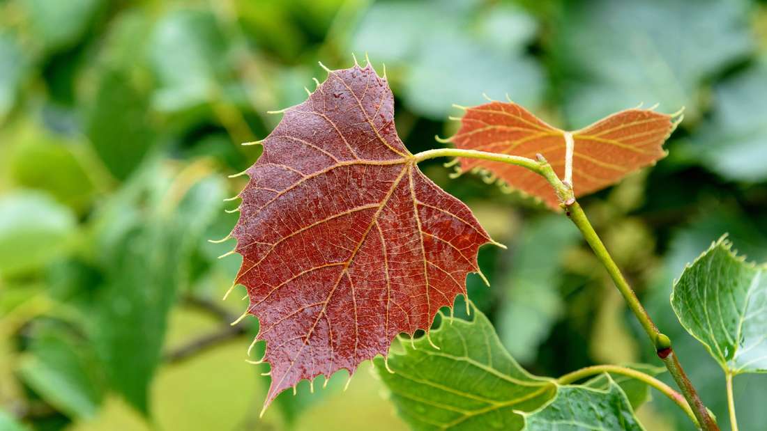 Titelseite -StaudenWelt Verkäufe banner957